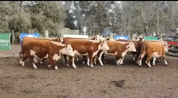 Lote 12 Vaquillonas en Tandil, Buenos Aires