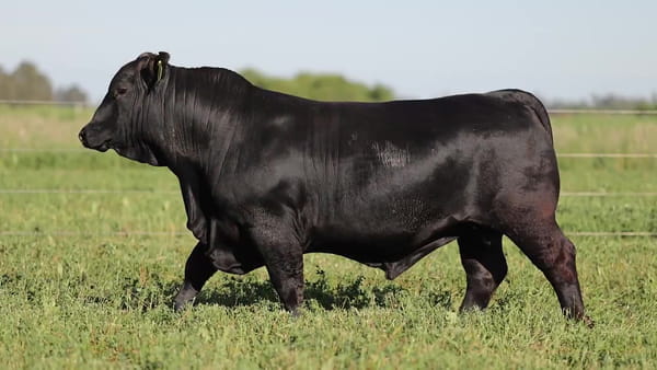 Lote Toros Brangus - Cabaña El Sapucay