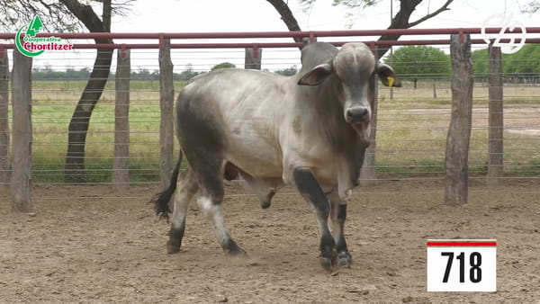 Lote Brahman