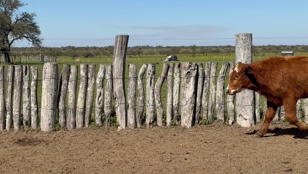 Lote 61 Terneros