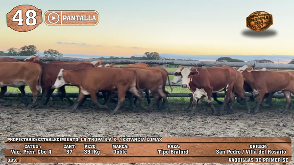 Lote LOTE 48 - POR PANTALLA