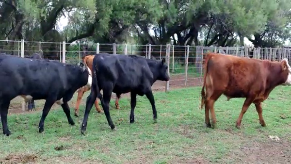 Lote 12 Novillitos en Gral. Lamadrid, Buenos Aires
