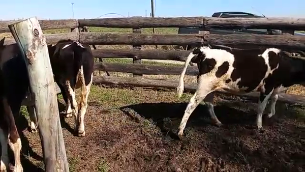 Lote 4 Terneras HOLANDO 170kg - , San José