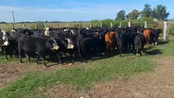 Lote 123 Terneros/as en Entre Ríos, Jubileo