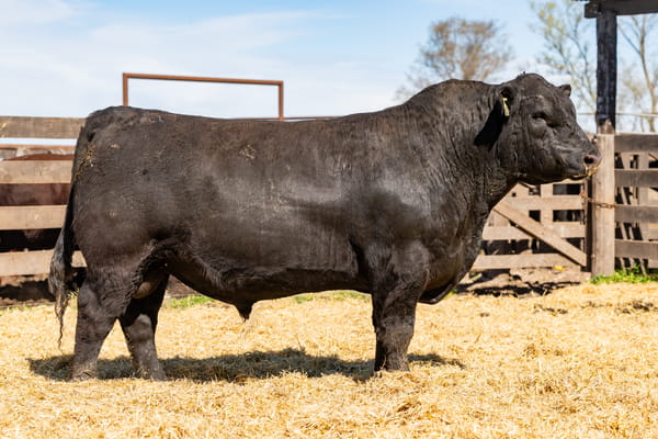 Lote Toro PC