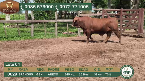 Lote Toros BRANGUS, Ñeembucú