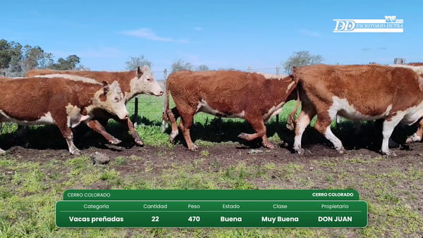 Lote 22 Vacas preñadas 470kg - , Florida