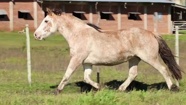 Lote La uruguaya ciento veintesiete