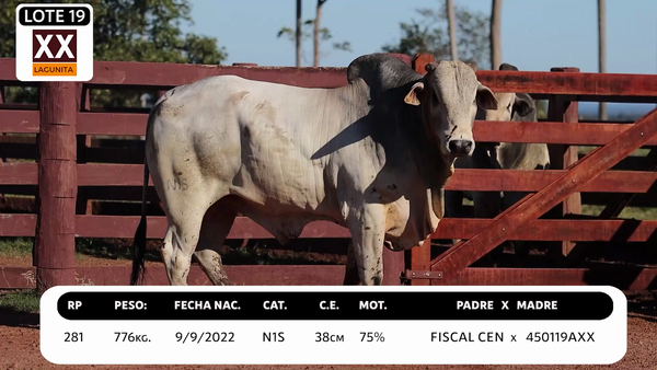 Lote LOTE 19