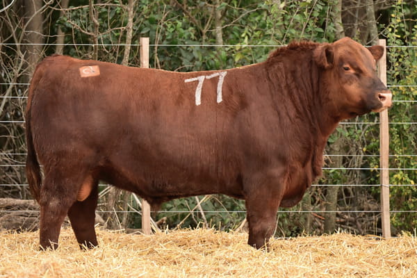 43250 — TOROS ANGUS PC