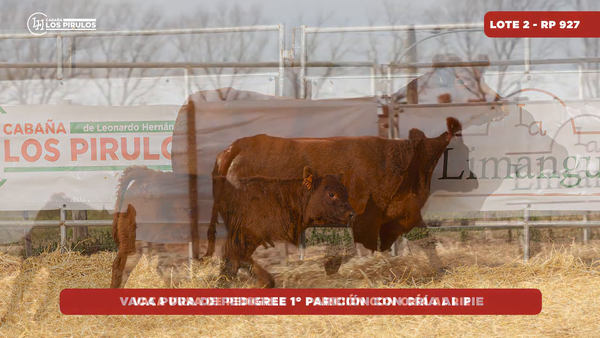 Lote VACA PURA DE PEDIGREE - 3 años - 1ra parición - con cría al pie