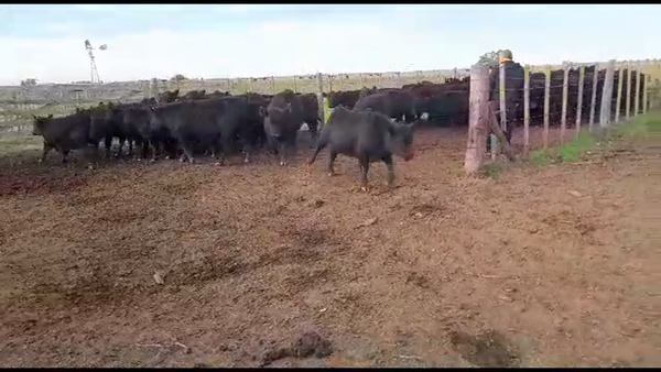 Lote 60 Terneras en Olavarría, Buenos Aires