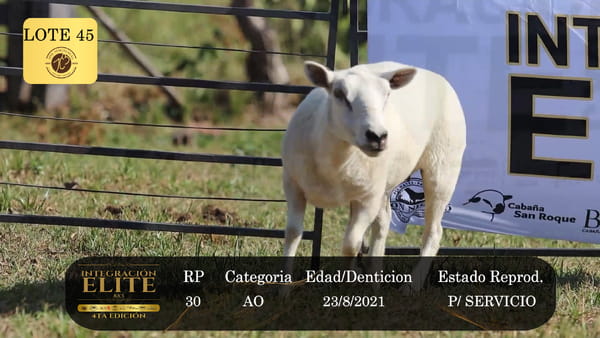 Lote LOTE 45