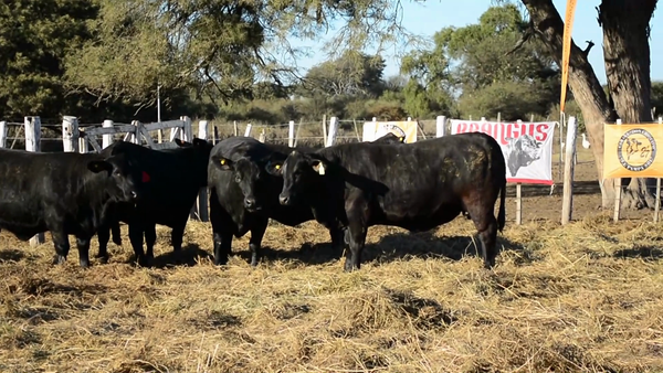 Lote Vaquillonas Brangus - Don Chiquito