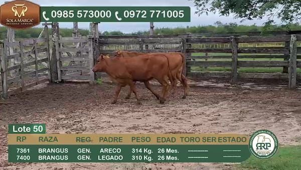 Lote 2 Hembras BRANGUS, Ñeembucú
