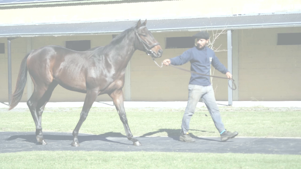 Lote WIN THE STORM (STORM EMBRUJADO -  WIN THE STRIPES)