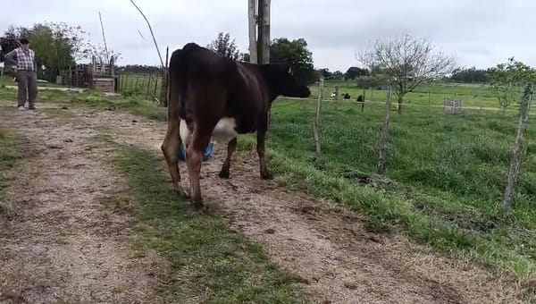 Lote Vaquillonas  360kg - , San José