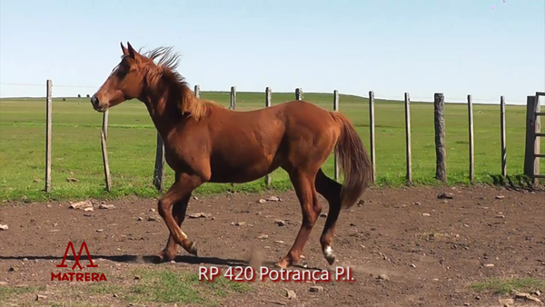 Lote MATRE PEPPY FINALISTA