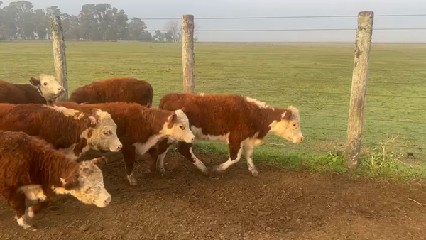 Lote 64 Terneros/as en Chascomús, Buenos Aires