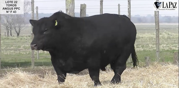 Lote TOROS PUROS POR CRUZA