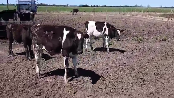 Lote 7 Terneros Holando Argentino en Ataliva, Santa Fe