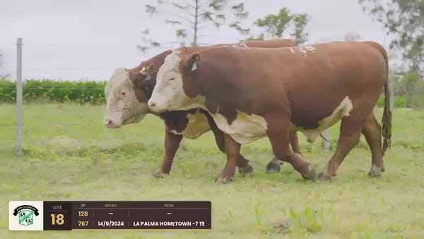 Lote Lote 18