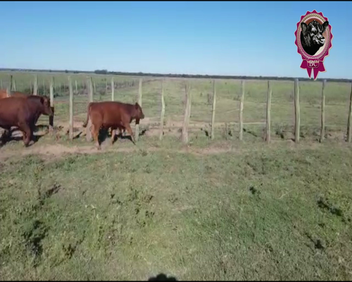 Lote 24 Terneros/as de 240 Kg