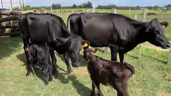 Lote 4 Vaca, San José