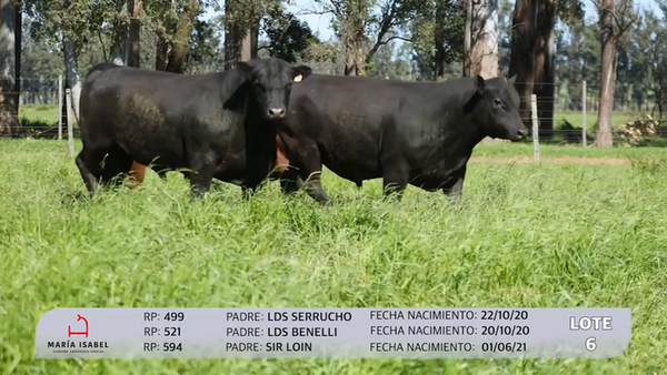 Lote 3 Toros PI, Artigas