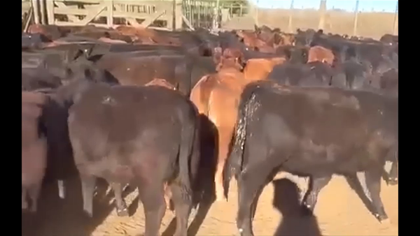 Lote 170 terneras