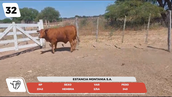 Lote LOTE 32- JUNIOR