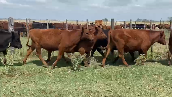 Lote 57 Novillitos