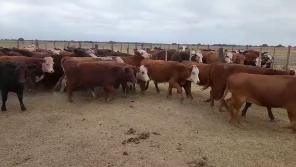 Lote 50 Vaquillonas Braford en Tostado, Santa Fe