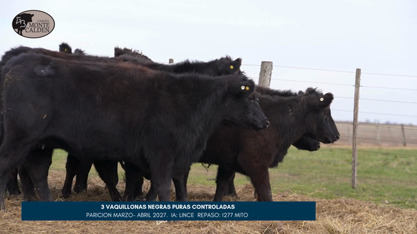 Lote MONTE CALDEN | 3 Vaq. Preñada Paric. otoño