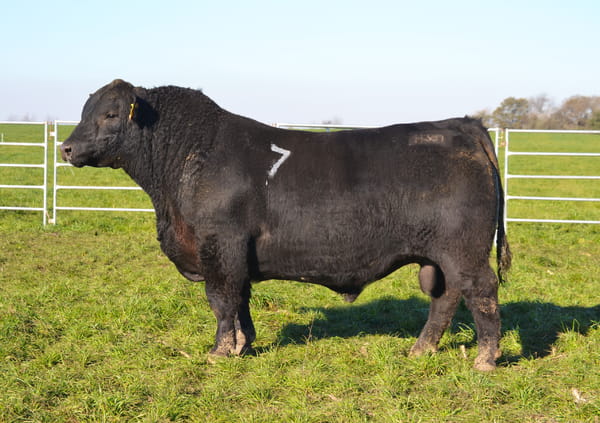Lote TOROS PEDIGREE H367 H369