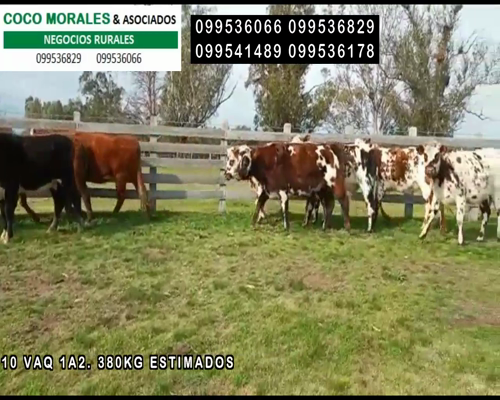 Lote 10 Vaquillonas en MONZON, Soriano