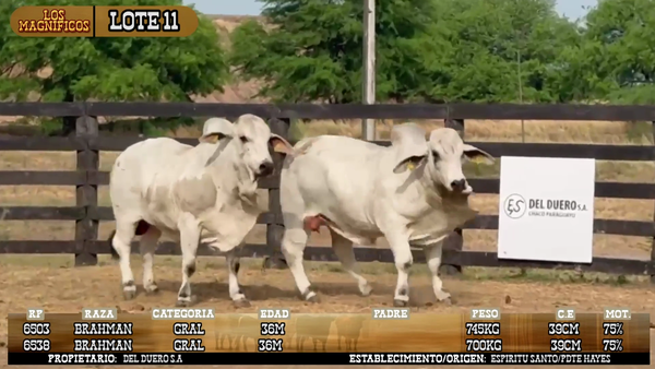 Lote LOTE 11- POR PANTALLA