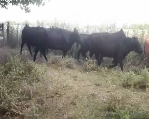 Lote 6 Vacas nuevas C/ gtia de preñez en Brandsen, Buenos Aires