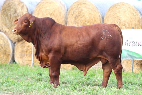 Lote LOTE 82