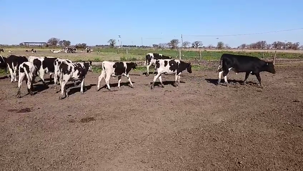 Lote 36 Novillitos Holando Argentino en Col. Valtelina, Córdoba