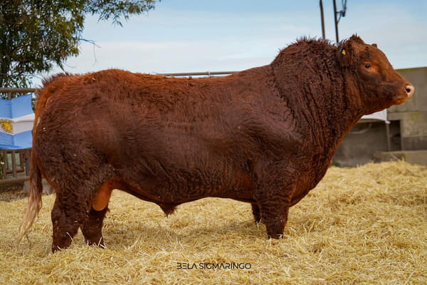 Lote TORO PP