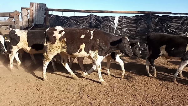 Lote 27 TERNEROS en Las Palmeras, Santa Fe