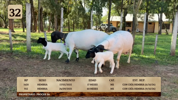 Lote LOTE 32