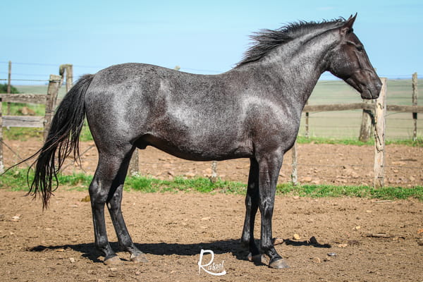 Lote Macho castrado, Salto