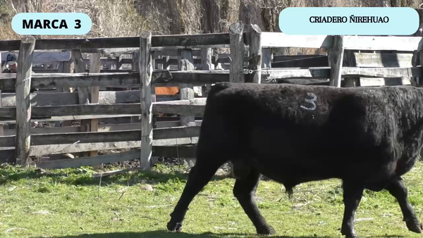 Lote 1 Toro en Coyhaique, XI Región Aysén