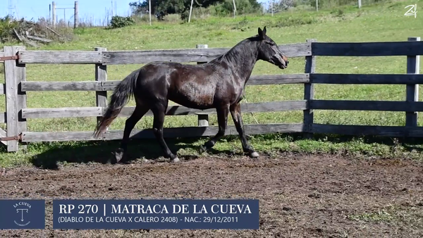 Lote Yegua de andar