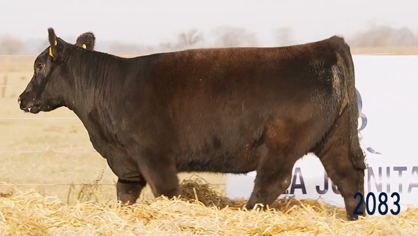 Lote Ternera