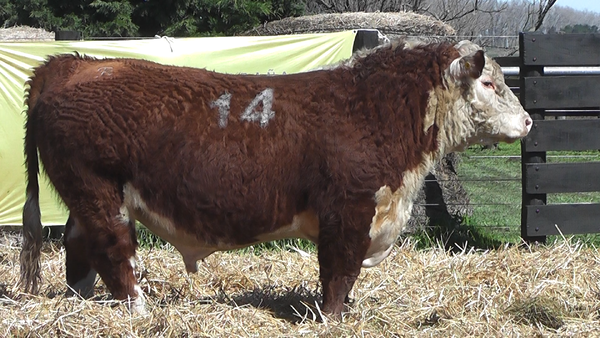 Lote TOROS P. HEREFORD PURO REGISTRADO
