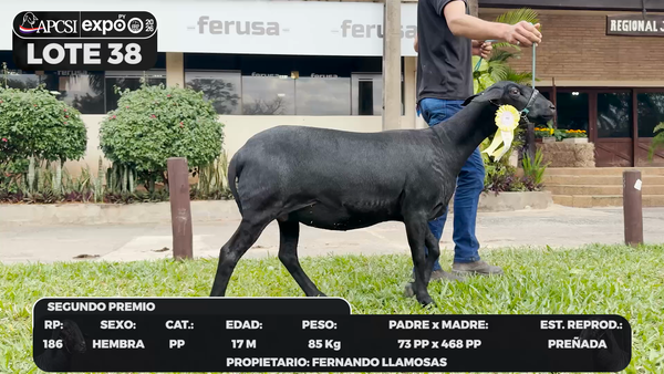 Lote LOTE 38 - BOZAL