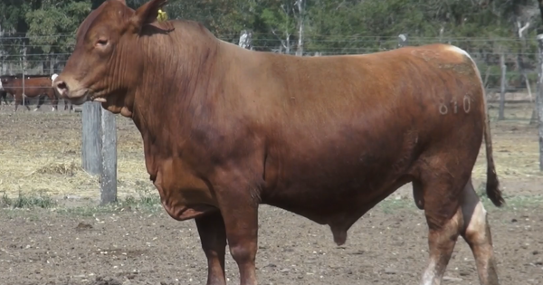 Lote TOROS(CORRAL 11)BRANGUS "CABALA DON ALBERTO"